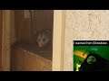 Aris Takes on the Shredder: How to Remove a Possum as Inefficiently as Possible