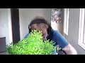 Bushes.mp4