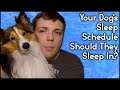 Should Your Dog Sleep In? | Your Dog's Sleep Schedule |  MumblesVideos