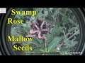 Swamp Rose Mallow Seeds