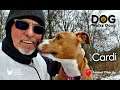 360 Dog Walk Video CARDI Says Adopt Me - Dog Walks Doug & Just Wants Real Home #AdoptMe