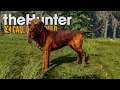 Neuer Jagd-Gefährte auf vier Pfoten! Bloodhound DLC! - The Hunter: Call of the Wild
