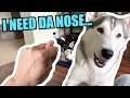 I STEAL My Husky's NOSE And He Thinks It's Gone Forever!