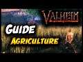 VALHEIM : GUIDE AGRICULTURE !