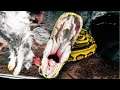 CAN MY 20 FOOT SNAKE EAT A 12 POUND RABBIT?? | BRIAN BARCZYK
