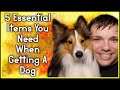 Top 5 Essential Items You Need When Getting A Dog | Pupdate | MumblesVideos