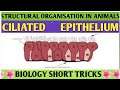 Trick to learn ciliated epithelium| structural organisation in animals|animal tissue| quick trick