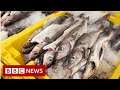 Brexit: Why is fishing a stumbling block in the trade talks? - BBC News