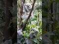 #shorts #shortsbeta #bear #panda #little #video #viral #trending little bear panda on trees #Forest