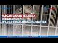 Tribun Populer - Macan Dahan Terjebak di Kamar Mandi, Warga Kira Harimau Sumatera