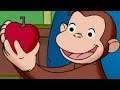 Jorge el Curioso en Español 🐵Jorge Encuentra el Camino 🐵 Mono Jorge 🐵 Caricaturas para Niños