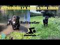 COMMENT APPRENDRE A NAGER A SON CHIEN ( rottweiler, staff, staffie, berger allemand, malinois...)