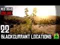 Red Dead Redemption 2 ONLINE - BLACKCURRANT LOCATIONS
