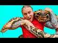 HANDLING ONE OF THE LARGEST SNAKES IN THE WORLD!! | BRIAN BARCZYK