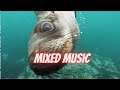 Sounds from youtube Audio library : Mixed Music