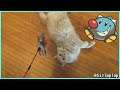 Parker The Cat Refuses To Stand For Mere Considerations Such As Playing | Parker The Cat