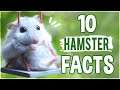 10 ting om: Hamstere [Trendniq 2nd reupload]