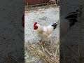 #shorts #shortsbeta #hen #rooster #cock #birds #duck #ducks #fly #flying #wings #viral #videos #play
