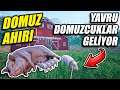YENİ DOMUZ AHIRI KURUYORUZ // GELSİN YAVRU DOMUZCUKLAR🤣 | RANCH SIMULATOR !!