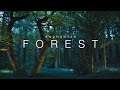 Enchanted forest | Woodland light painting stock footage