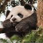 ChooBamboo 