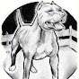 Pit Bull