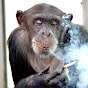 Smoking Monkey Media ©