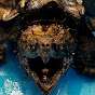 Cheh_Turtle 