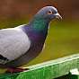 vod du bon pigeon