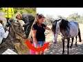 Verwaarloosde paarden helpen in Spanje | Los Caballos Luna #01