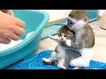 "Mom it is my kitten!" - baby monkey Susie is worried and does not give kitten, hugging him