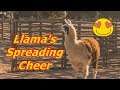 Llama News