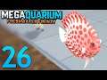 DISCUS - Megaquarium Freshwater Frenzy
