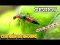 Review Kiến Ba Khoang Sát Thủ Thầm Lặng ( Rove Beetle ) | Văn Hóng