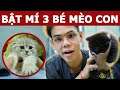 Bật mí 3 bé mèo con của ba Moon và mẹ Bụng Bự | Oops Banana Vlog 183