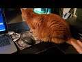 How To Make A Cat Move Who Keeps Getting In The Way When Streaming With Friends (Cat Meme!)