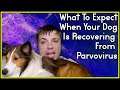 What To Expect When Your Dog Is Recovering From Canine Parvovirus || MumblesVideos