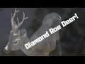 Diamond Roe Deer But Made A Mistake!