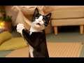 Funny Cats Compilation Funniest Animals Most Popular смешное видео котики нарезка приколы funnycats