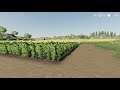 #FS19 Sunflower harvest, Sussex farms episode 10
