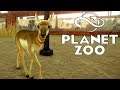 Prancing Pronghorns! - Planet Zoo (Franchise) - Part 5