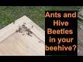 Beekeeping Pest Alert!  Layens and Flow Hive Pest Control