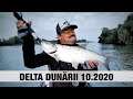Delta Dunarii - 10.2020