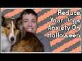How to Reduce Your Dogs Anxiety On Halloween | MumblesVideos