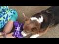 Sparkle Loves Her Twitch Toy | Corgi | The Legendary Gamer Dog