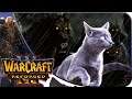 UN NOOB JUGANDO RUN KITTY RUN REFUNDED - Warcraft 3 Reforged en Español