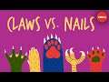 Claws vs. nails - Matthew Borths