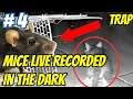 Clever Mouse | Rats Live Footage in The Dark #4