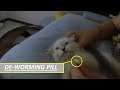 Force Feed De-worming Pill! Strong Kitty Not The Least Bit Worried!!