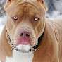 cachorrão e